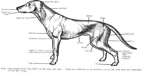 Master Of Animal Studies Animal Physiotherapy Outer Body Form