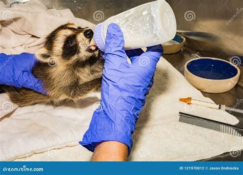 Feeding a Baby Raccoon stock photo. Image of furry, adorable - 121970012