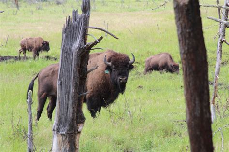 Hybrid European Bison (Wisent) - Badly Scattered Buffalo Co.