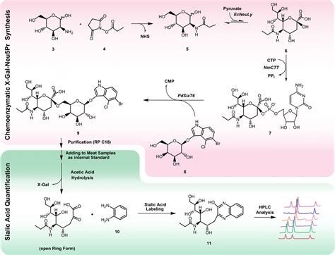 Chemoenzymatic Synthesis Route Of The Synthetic Sialoside X Gal Neu5Pr