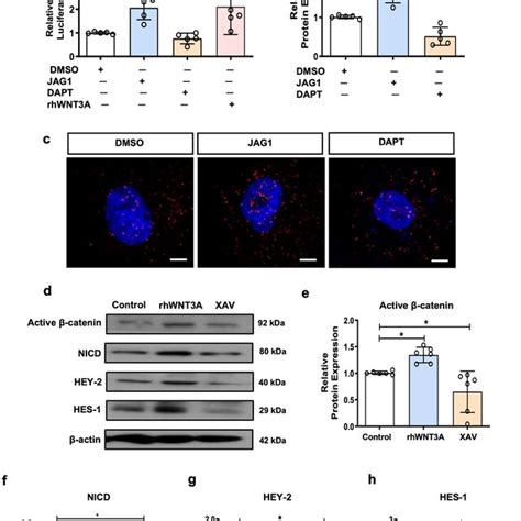 Interaction Of Notch And Wntβ Catenin Pathway In Emsc A The Tcflef Download Scientific