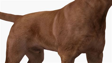 Labrador Dog Brown Standing 3d Model 139 3ds Blend C4d Fbx Max