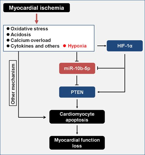 Effect Of Hif Mir B P Pten On Hypoxiainduced Cardiomyocyte