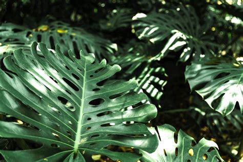 Primavera Garden Florianopolis Monstera Deliciosa Costela De Adao