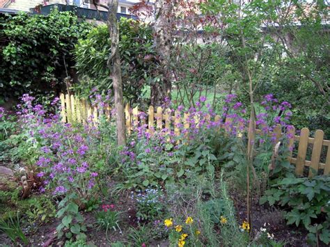 De Judaspenning Kleurt In Het Vroege Voorjaar De Tuin Paars Vroeg