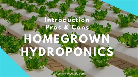 Hydroponic Greenhouse With The Words How Does Work Pros Cons