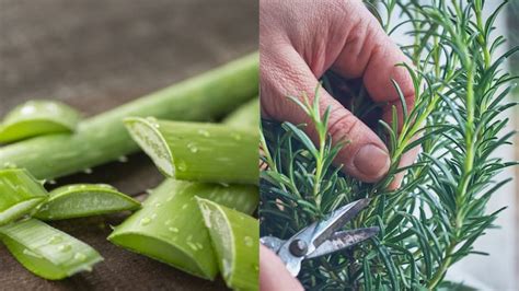 Arriba 32 Imagen Recetas Caseras Para Hacer Crecer El Pelo En Una