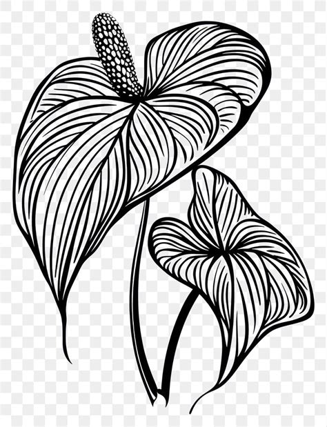 Anthurium Flower Drawing Images Free Photos Png Stickers Wallpapers