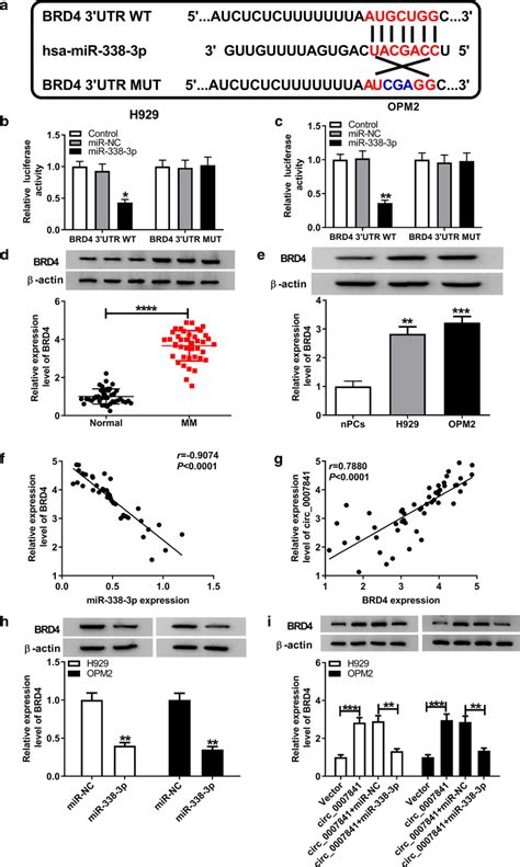 Brd Is Validated As A Target Of Mir P In Mm Cells A The