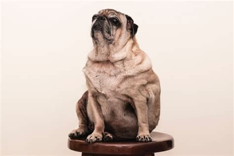 5 Fat Dog Breeds - PetHelpful