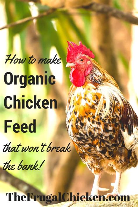 Organic Homemade Chicken Feed Recipe That Won T Break The Bank