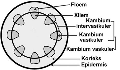 17+ Fungsi Xilem Dan Floem Pada Akar Adalah | My Makalah