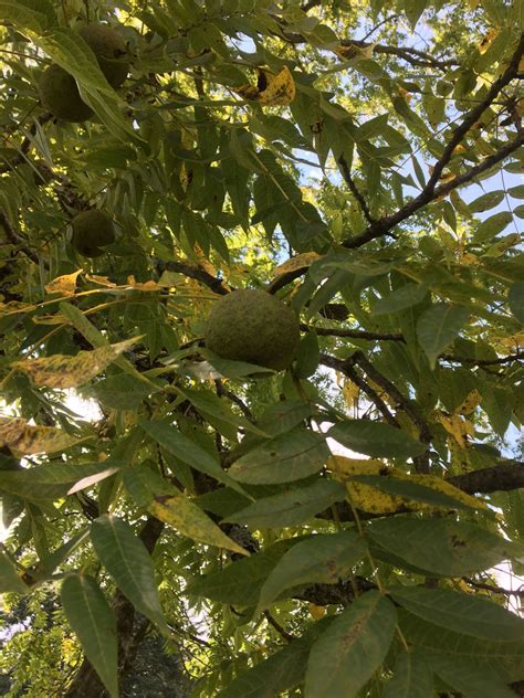 Tree Walk - Black Walnut - Inniswood Garden Society