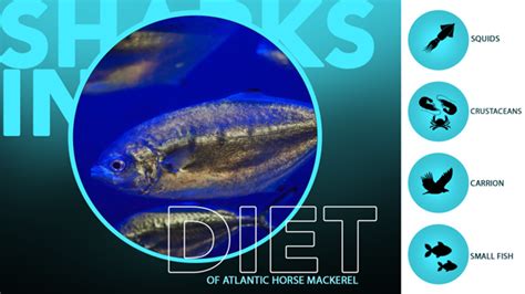 Atlantic Horse Mackerel Facts & Information Guide – sharksinfo.com