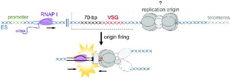 Replication Transcription Conflicts In The Active Es Collisions