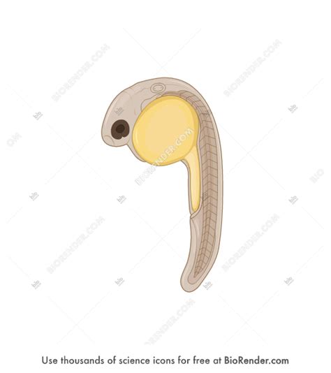 Free Zebrafish embryo 22. (prim-6 stage) Icons, Symbols & Images ...