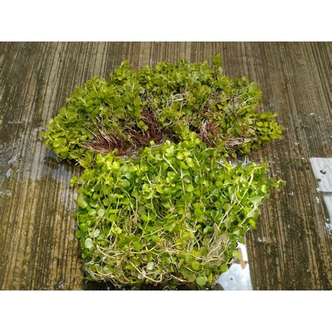 Jual Tanaman Aquascape Lysimachia Nummularia Aurea Per Batang