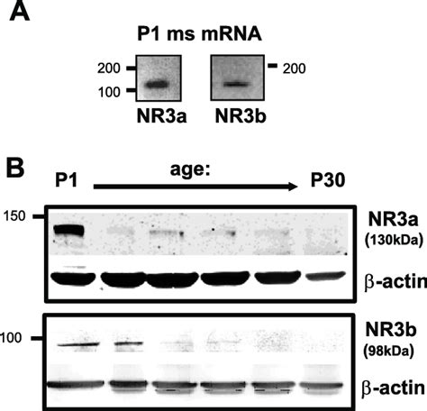 Expression Of N Methyl D Aspartate Receptor Nmdar Nr3 Subunits In The