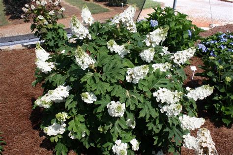 How To Grow Oakleaf Hydrangeas Hgtv