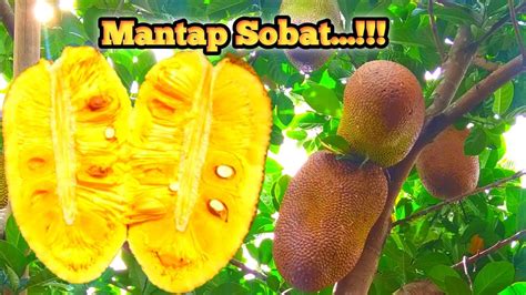 Panen Nangka Nangkadak Nangka Terbesar Nangka Merah Kebun Nangka Nangka