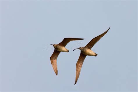 The Eurasian Or Common Whimbrel N Numenius Phaeopus Stock Image