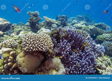 Coral reefs in the Red Sea stock image. Image of reef - 278442567