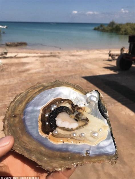 🔥 Ten Pearls Inside Oyster Shell Rnatureisfuckinglit