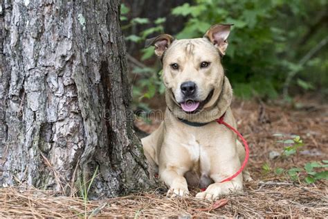 Shepherd Pitbull Mutt Dog Laying Down Outside On Leash Stock Image