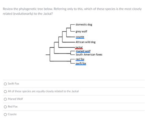 Solved Review The Phylogenetic Tree Below Referring Only To This