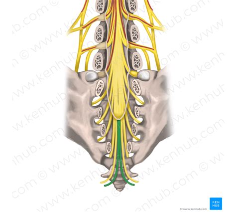 Coccygeal nerve (#6352) – Kenhub Image License Store