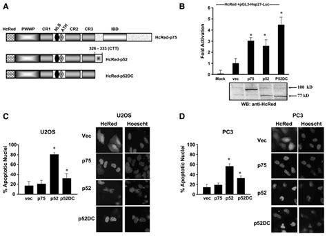 Contribution Of COOH Terminal Tail Sequence To Transcriptional