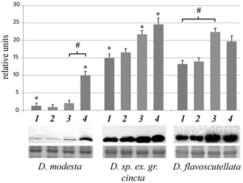 Western Blot Analysis Of Heat Shock Protein 70 Hsp70 Levels In