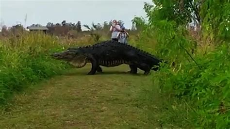 Gigantic Gator Spotted On Golf Course Cnn Video