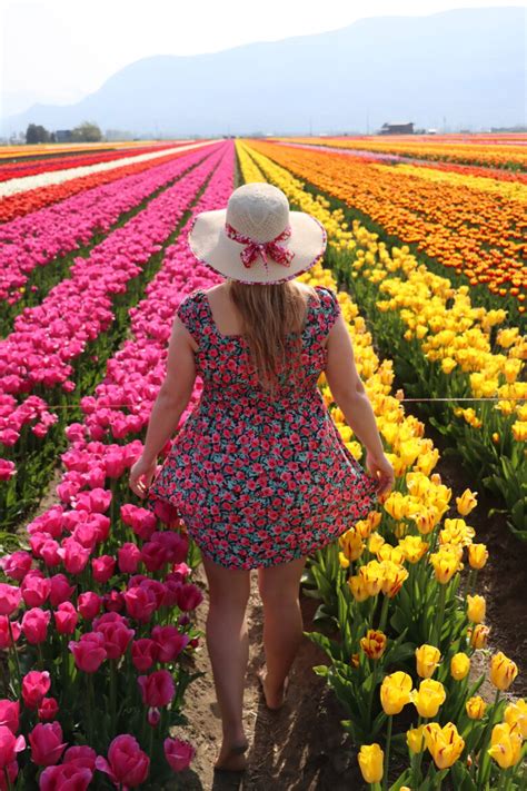 Wander Canada S Largest Display Of Tulips At The Abbotsford Tulip