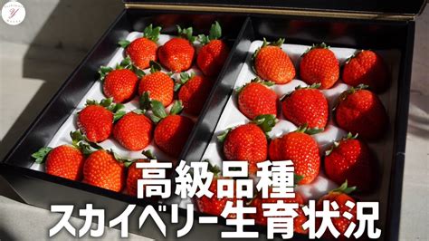 【いちご栽培】スカイベリーの生育状況と管理ポイント Youtube