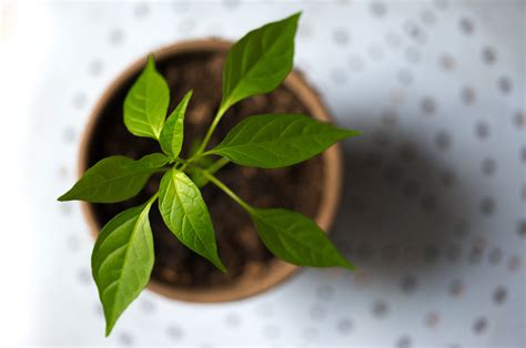 Free photo: Green Plant - Bloom, Flora, Flower - Free Download - Jooinn