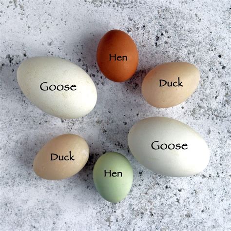 Egg Size and Weight – An international guide with egg size comparison chart