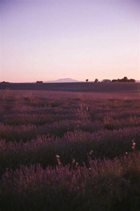 Lavender Sunset in Provence – The Londoner