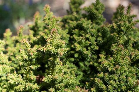 Cryptomeria Japonica Golden Promise Japanese Cedar Golden Promise