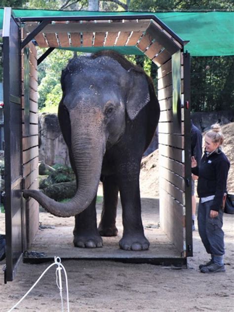 Traffic Delays Expected As Monarto Safari Parks First Elephant Burma