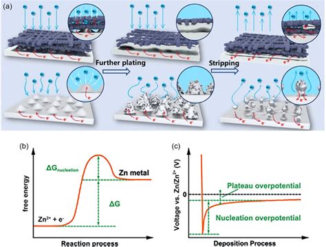 A Schematic Illustration Of The Zinc Dendrite Growth Reproduced With