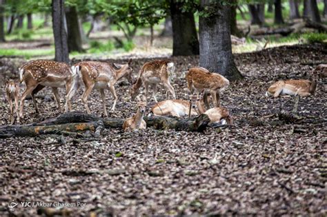 Iran's Wildlife in Photos: Persian Fallow Deer | Iran Front Page