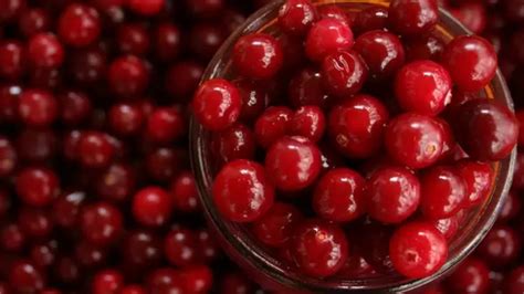 Cranberry Health Benefits ಆರಗಯ ಪರಯಜನಗಳ ಶಕತ ಕದರ ಈ ಕಪ ಹಣಣ