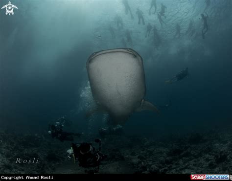 Whale shark in Maldives