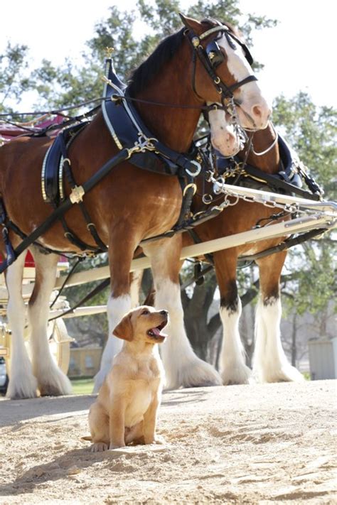 Top 10 budweiser clydesdales ideas and inspiration