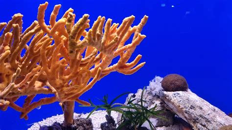 Le Aree Marine Protette Della Liguria Si Mostrano All Acquario