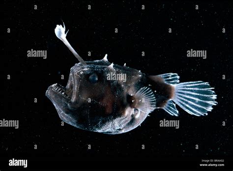 Deep Sea Anglerfish