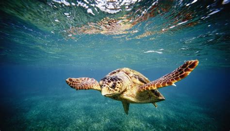 Animals in the Mediterranean Sea | Sciencing