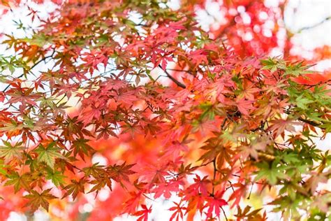 Premium Photo Beautiful Autumn Colors Of Japanese Maple Tree Iroha