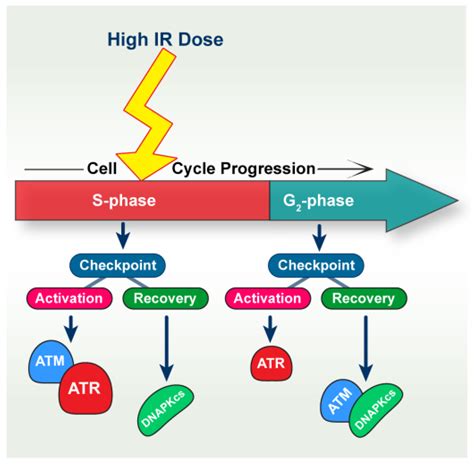 Ijms Free Full Text Atr Contributes More Than Atm In Intra S Phase